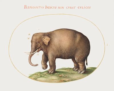 Elephant Insects (1575–1580) painting high.