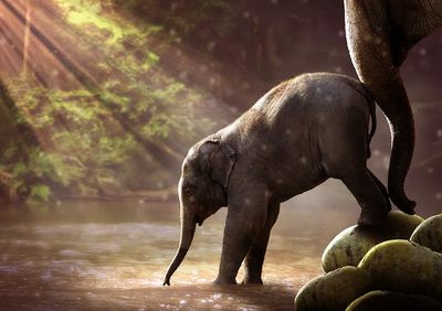 Elephant waterfall. poster