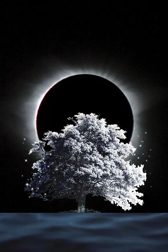 Eclipse Tree — Nature Poster. poster detail