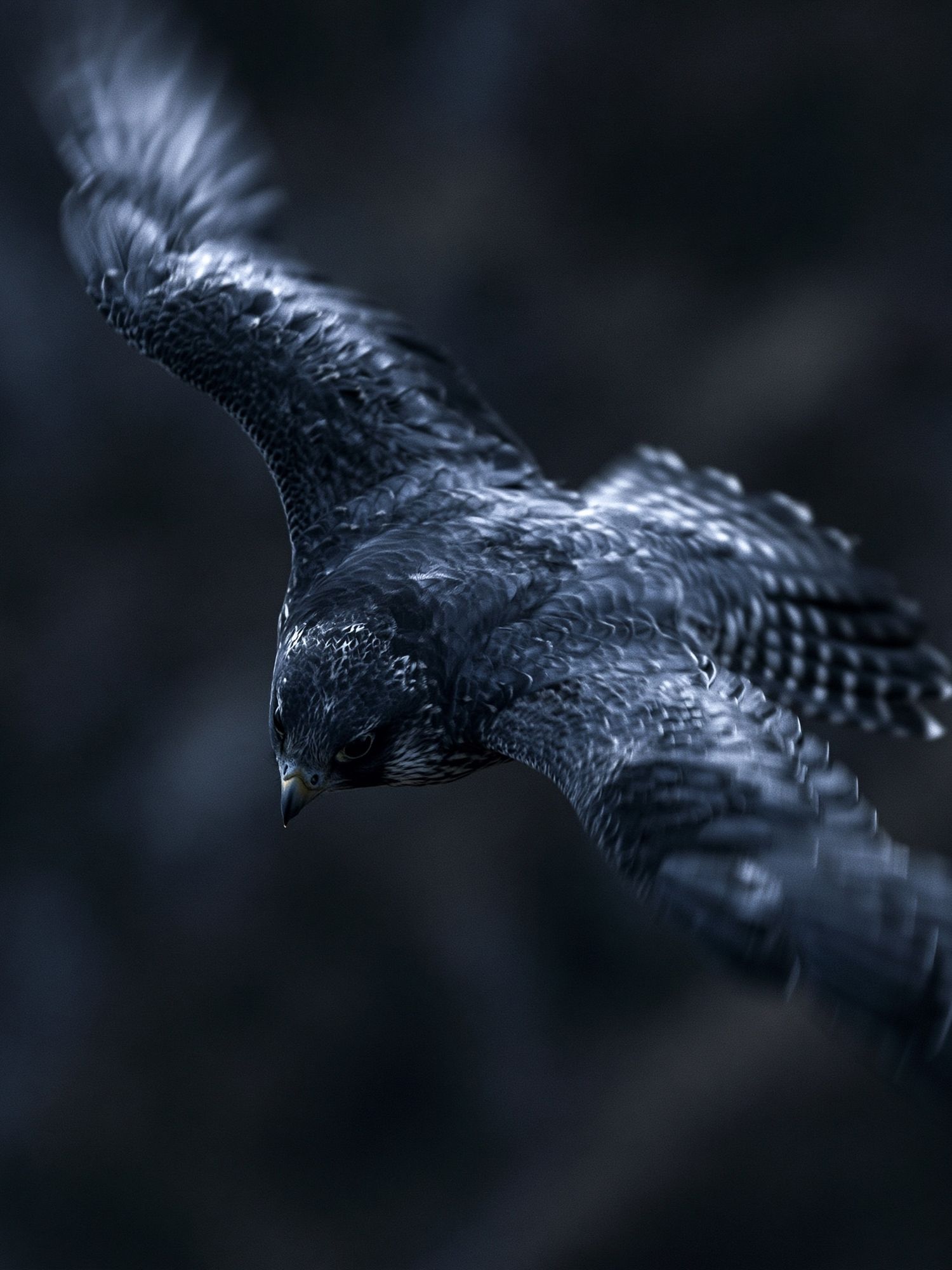 Falcon in Flight Photography Poster. poster detail