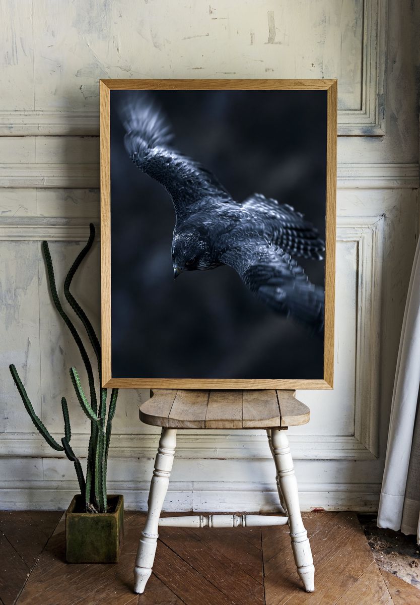 Falcon in Flight Photography Poster. room preview
