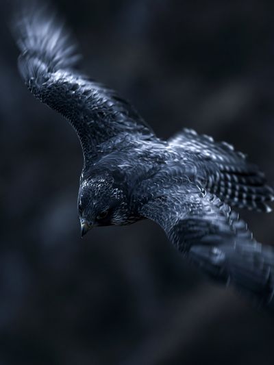 Falcon in Flight Photography Poster.