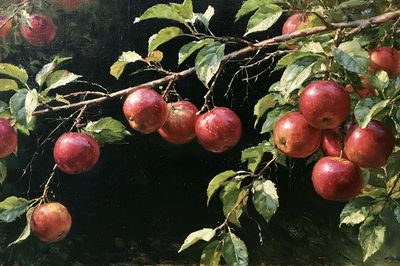 Apple Branch Still Life Print.