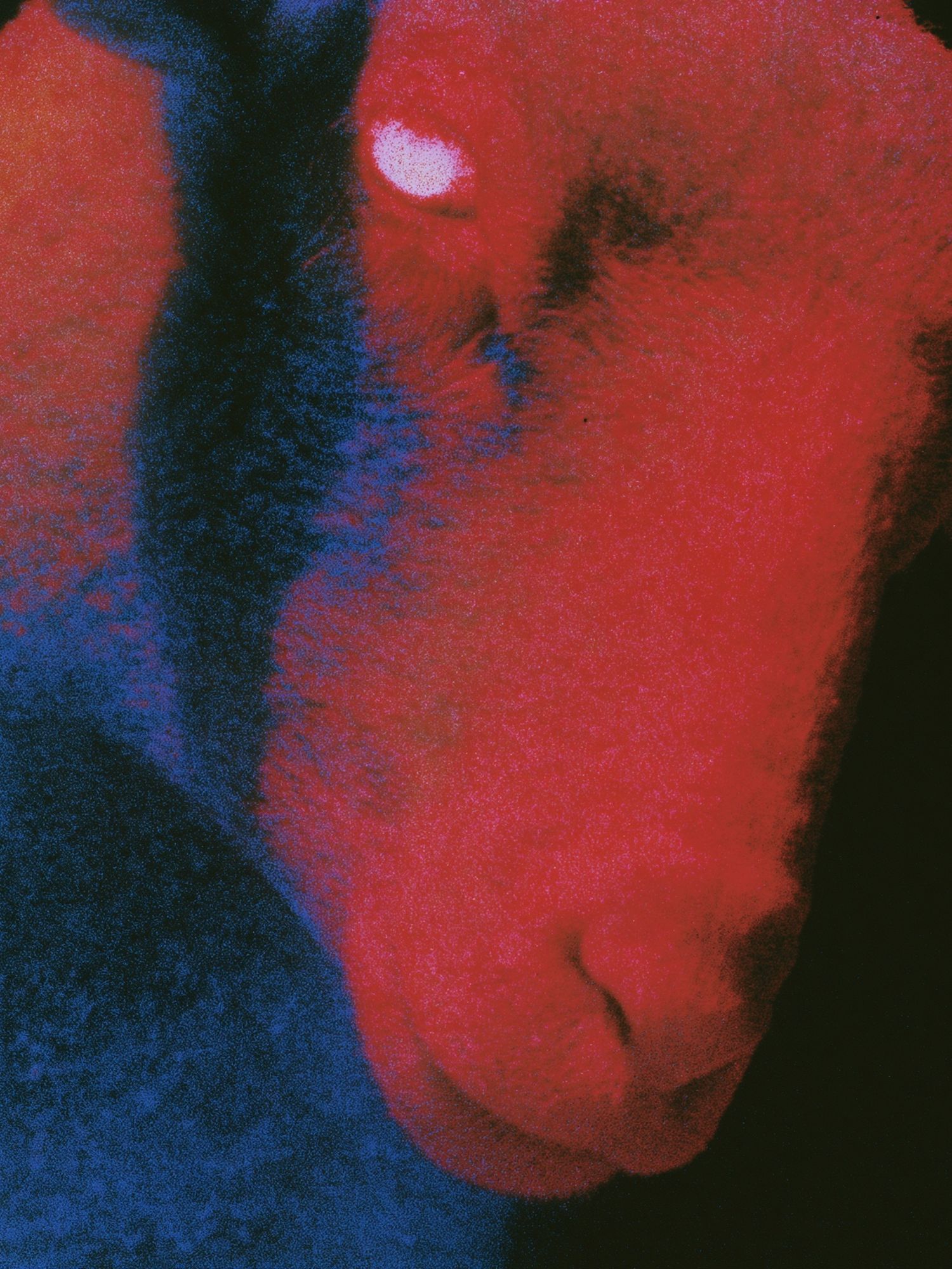 Abstract Neon Face Poster. poster — fine-art art