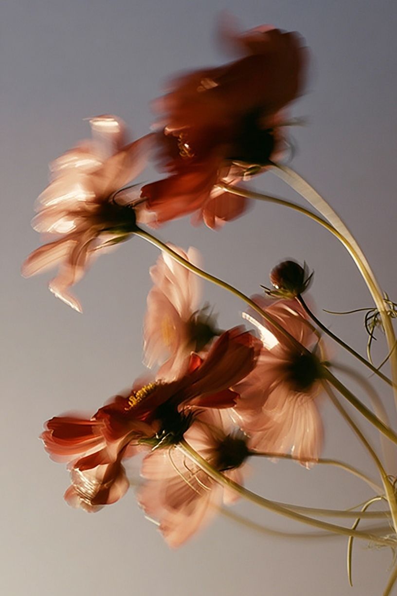 Blurry Floral Abstract Poster. poster — nature art