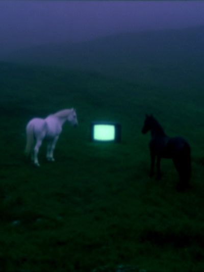 Surreal Horses and TV — Fine Art Print. poster print
