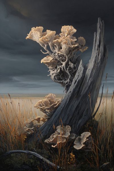 Mushroom Growth on Driftwood — Fine Art Print. poster print