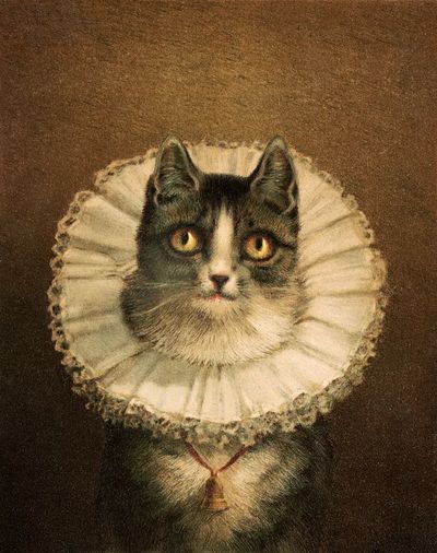widow (1861–1897), vintage cat portrait. poster