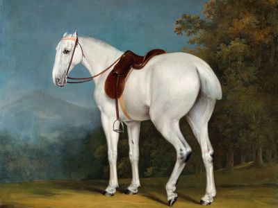 Lady's Grey Hunter (ca. 1806).