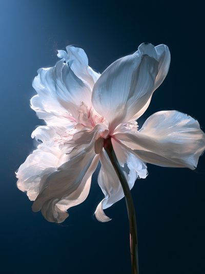 White Blossom Fine-Art Poster.
