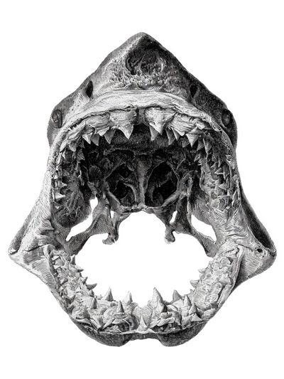 Shark Jaw Anatomy Print.