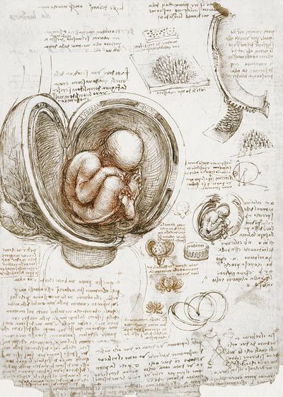 Leonardo da Vinci 's Studies.