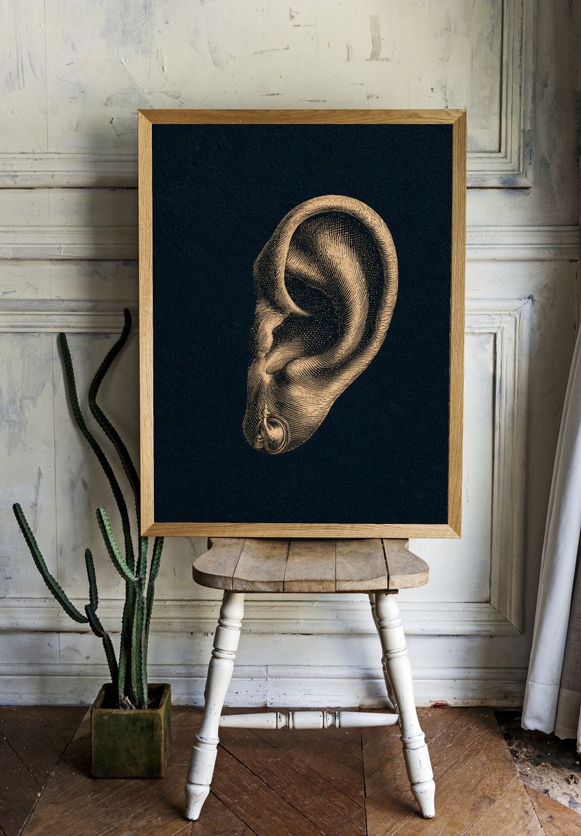 Vintage Ear Anatomy Print. room preview