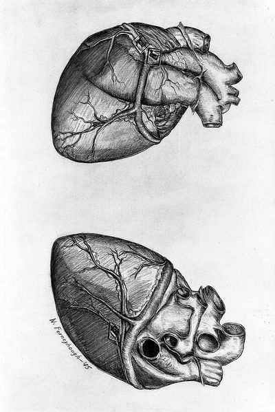 Drawing heart (1945) N. Ferneyhough.