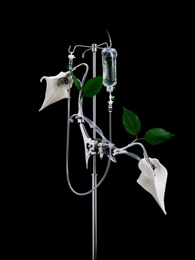 Surreal IV Plant Still Life Poster. poster
