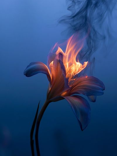 Burning Lily Surrealism Print.