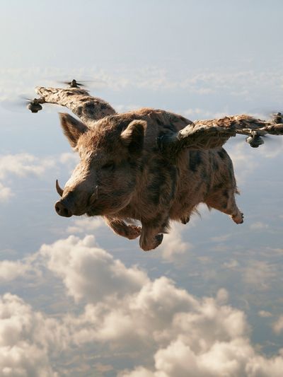 Flying Boar Surrealism Print.