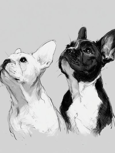 French Bulldogs Sketch Poster. poster