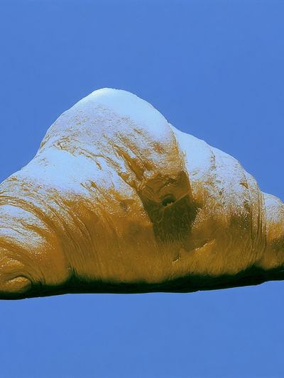 Croissant Still Life Photography Poster.