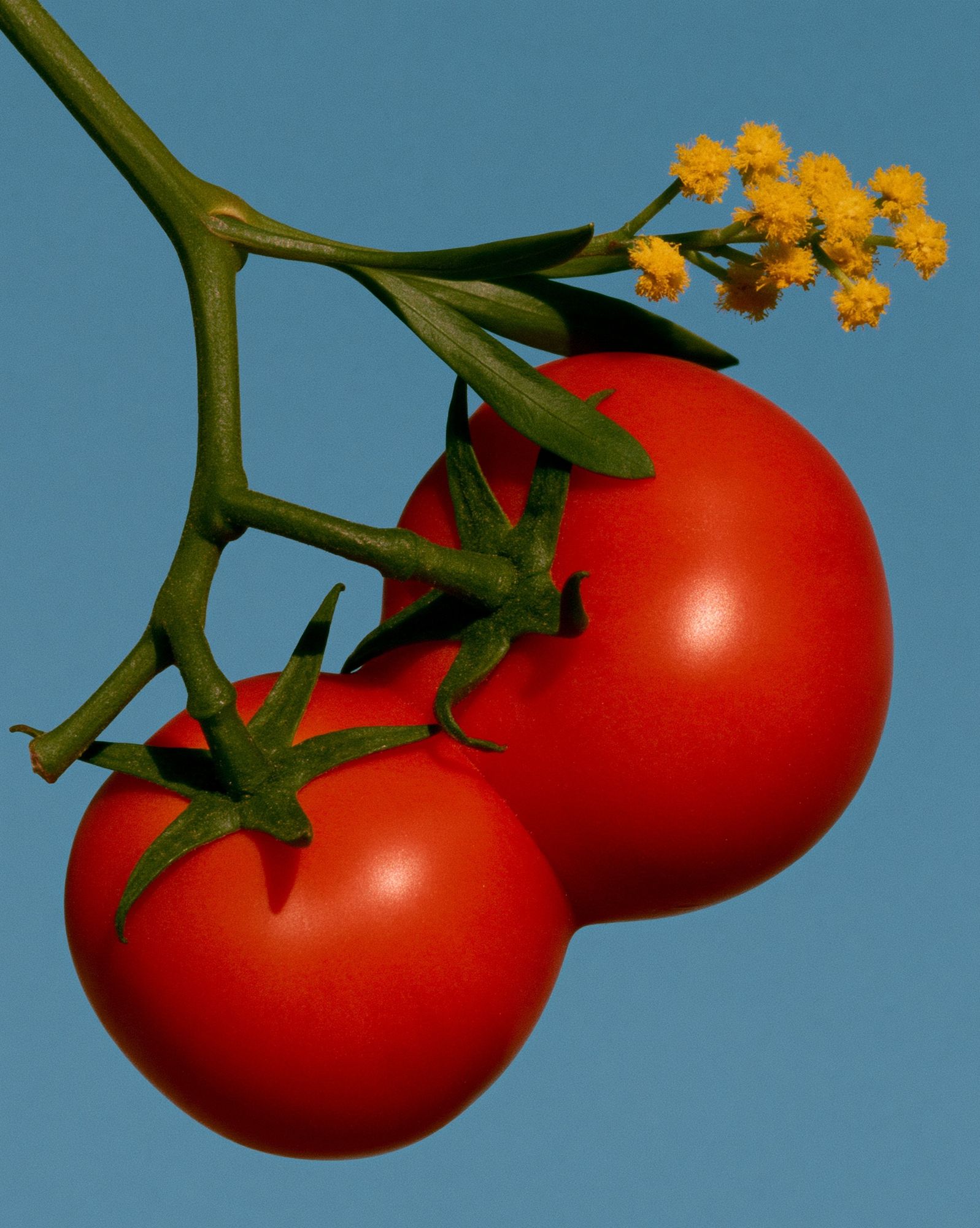 Tomato Still Life Photography Poster. poster detail