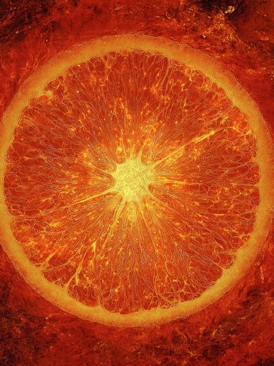 Vibrant Orange Slice — Food Art Print. poster