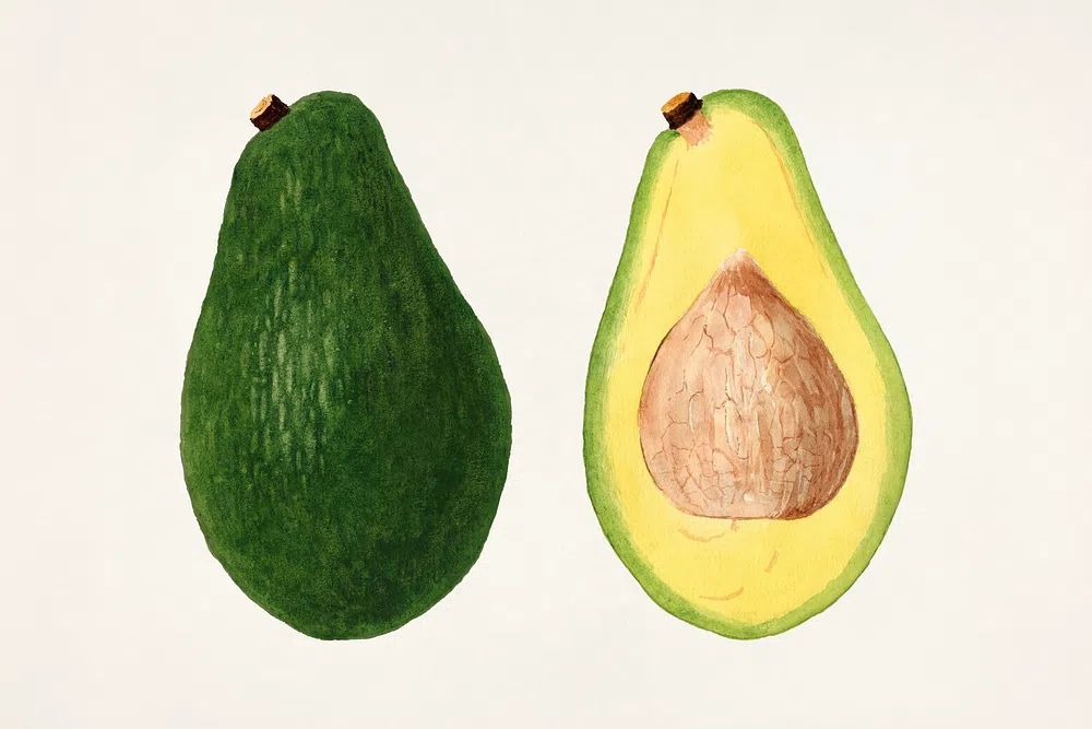 Avocados (Persea) (1937) anonymous. Original. poster — food-drink art