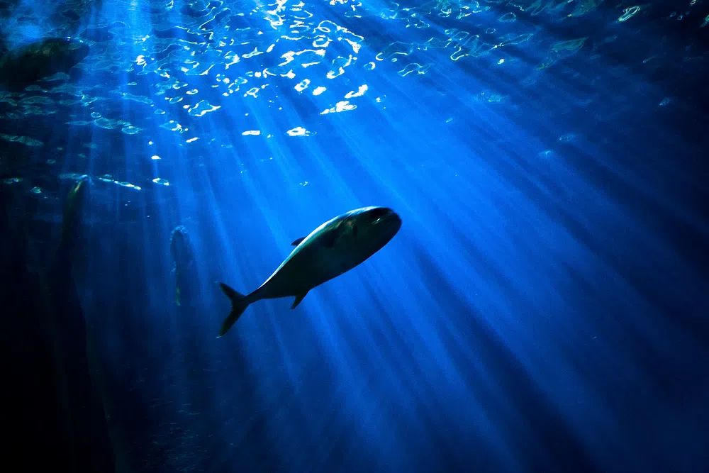 Underwater Fish Photography Poster. poster detail
