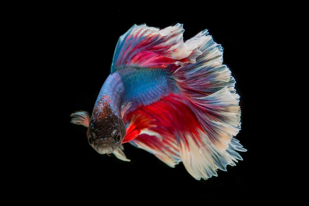 Colorful Betta Fish — Photography Print. poster detail