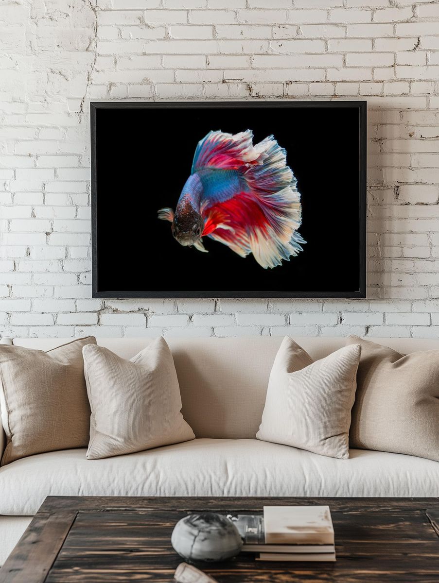 Colorful Betta Fish — Photography Print. — room view 1