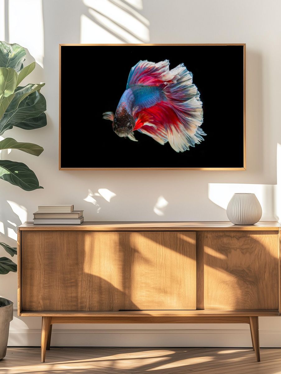 Colorful Betta Fish — Photography Print. — room view 3