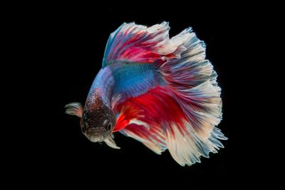 Colorful Betta Fish — Photography Print. poster print