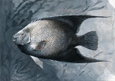 Silver Fish Illustration Poster. poster print