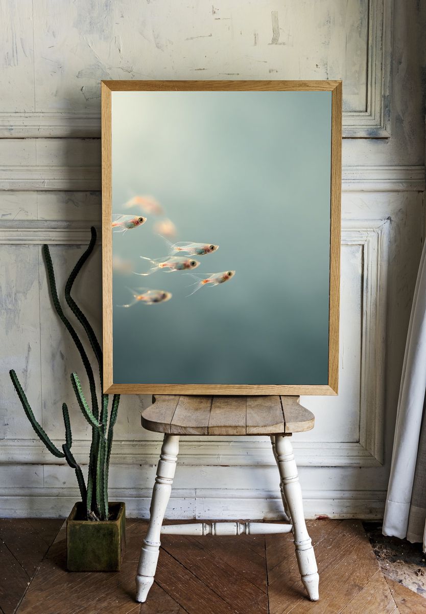 School of Fish — Photography Print. — room view 1