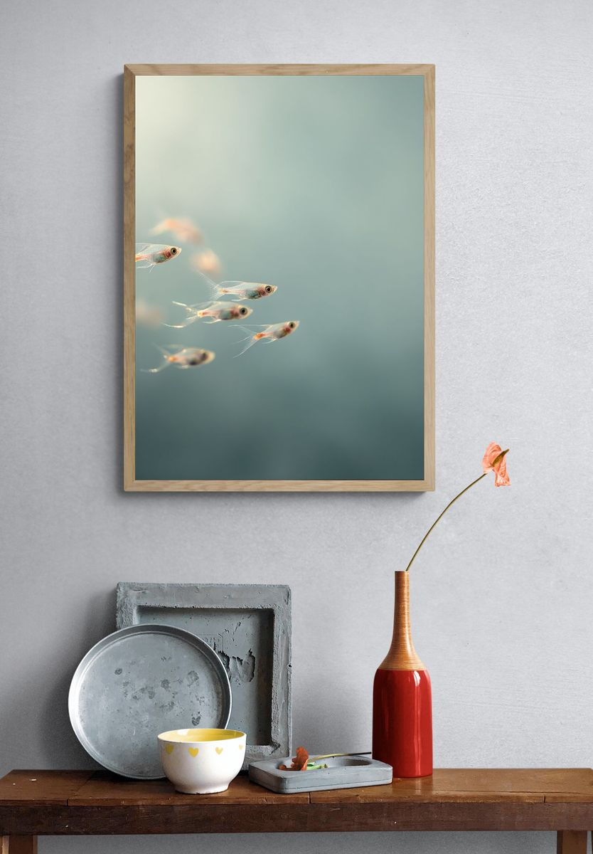 School of Fish — Photography Print. — room view 3