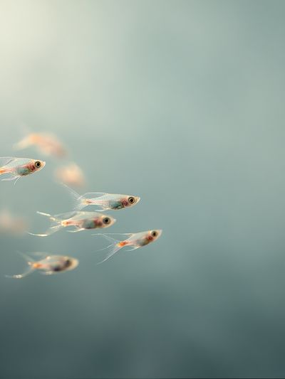 School of Fish — Photography Print. poster print