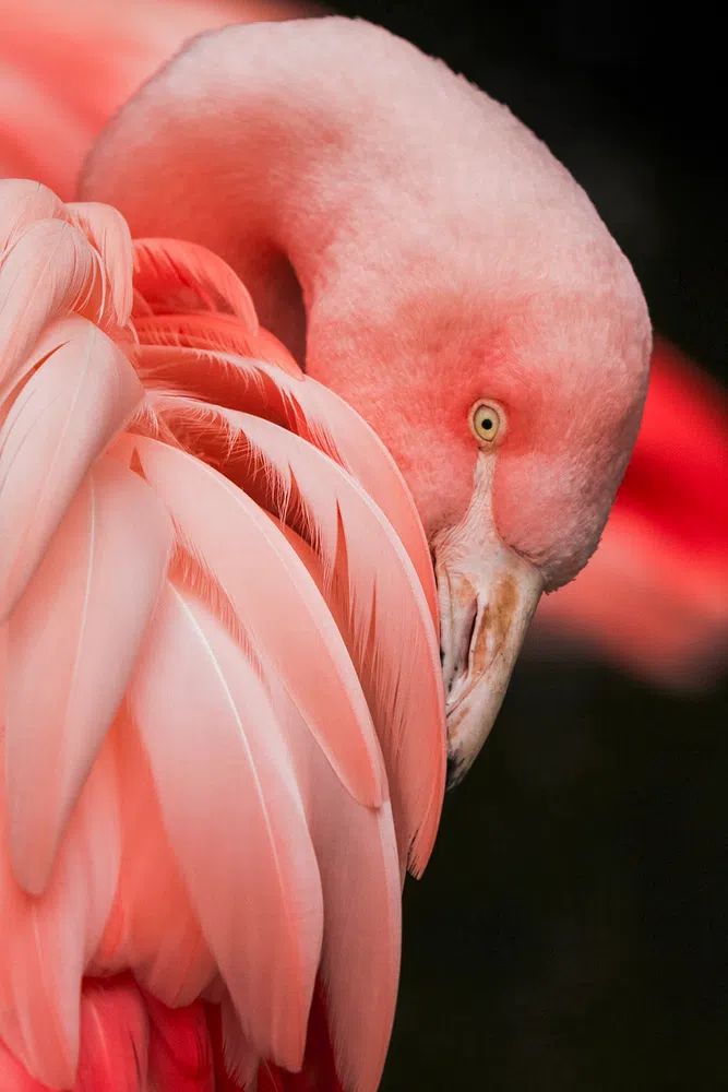 Flamingo Close-Up Photography Poster. poster detail