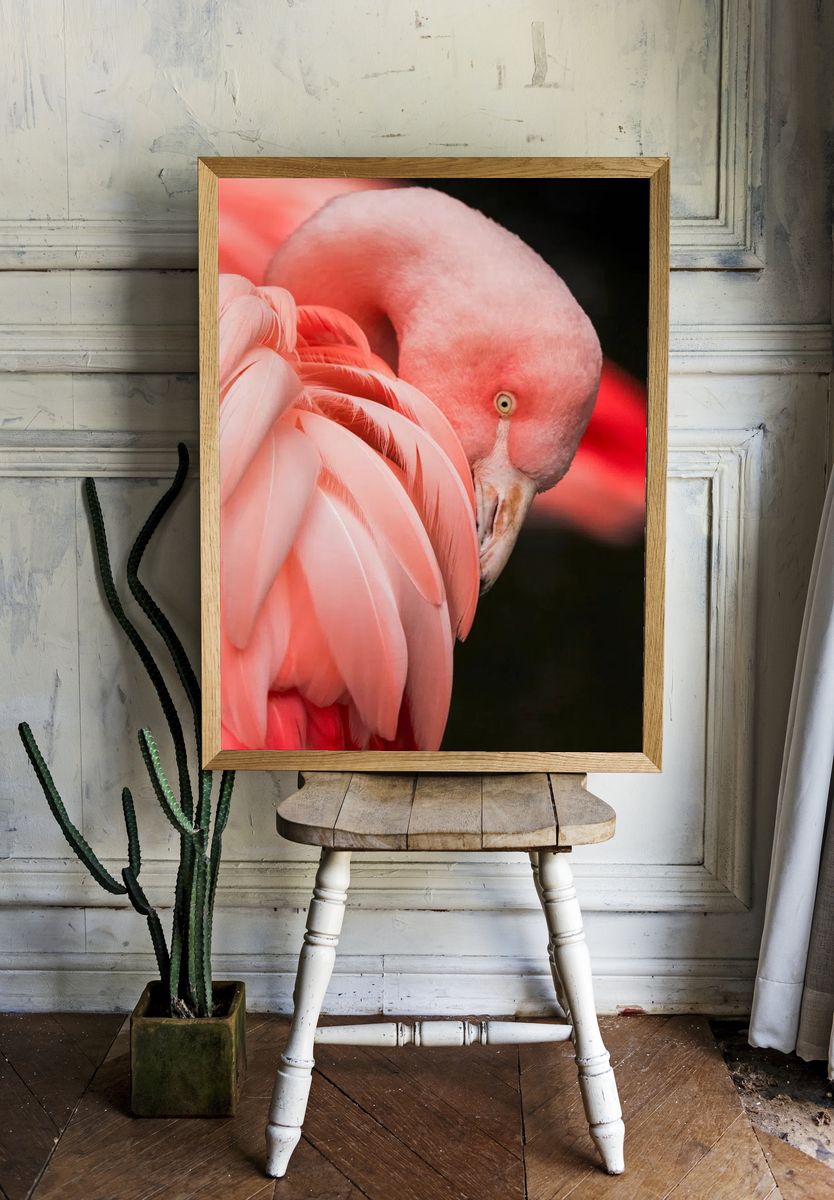 Flamingo Close-Up Photography Poster. — room view 1