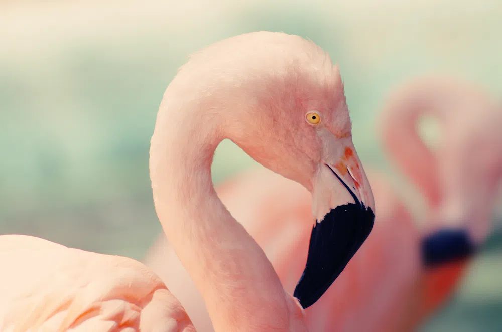 Flamingo closeup. poster — animals art