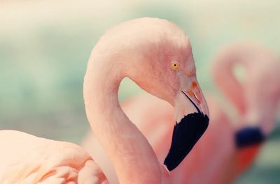 Flamingo closeup.