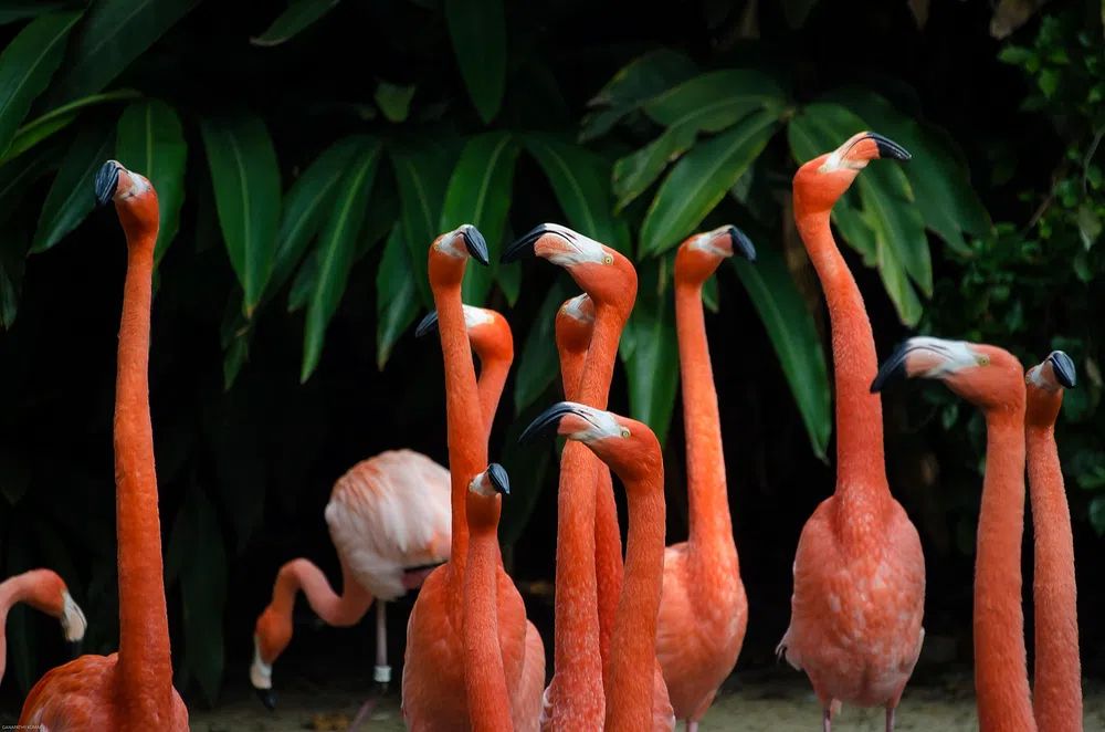 Flamingos in Tropical Paradise — Nature Print. poster detail