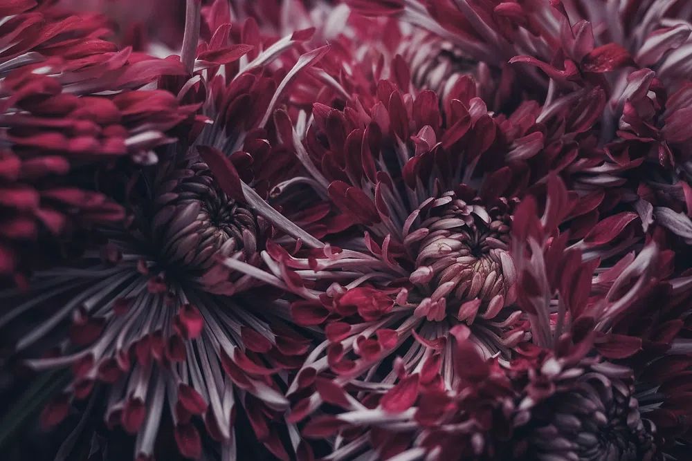 Chrysanthemum Floral Photography Poster. poster — photography art