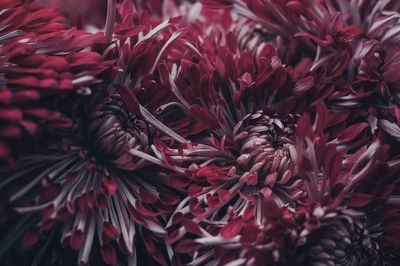 Chrysanthemum Floral Photography Poster. poster