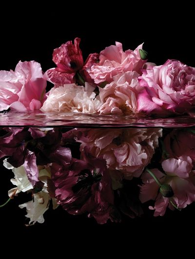 Floating Pink Flowers Photography Poster. poster