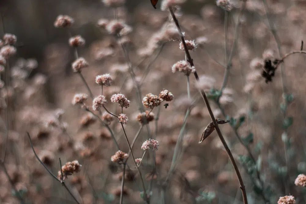 Delicate Floral Nature Poster. poster detail