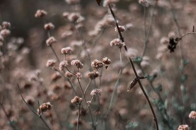 Delicate Floral Nature Poster. poster