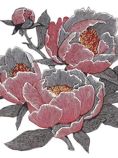 Peony Floral Illustration Poster. poster print