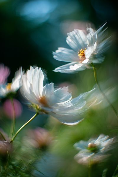 Delicate White Flowers — Photography Print