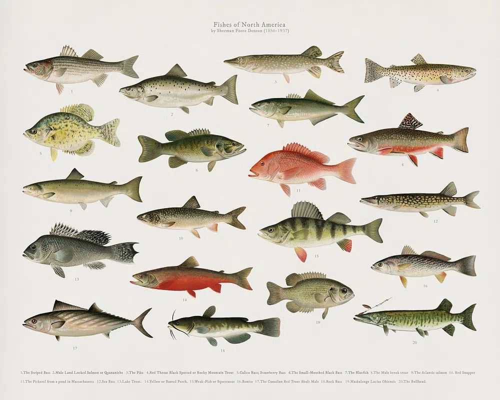Fishes of North America — Vintage Print. poster — vintage art