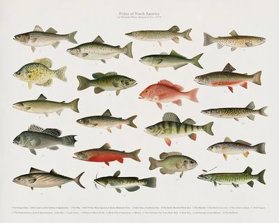 Fishes of North America — Vintage Print.