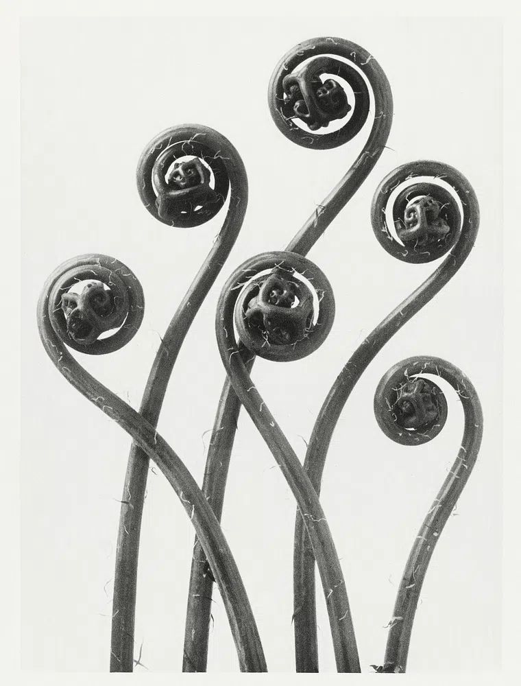 Fiddlehead Ferns — Black and White Print. poster detail